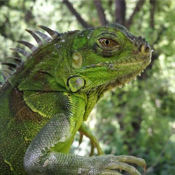 Medio Ambiente advierte sobre peligros de la Iguana Verde comercializada como mascota