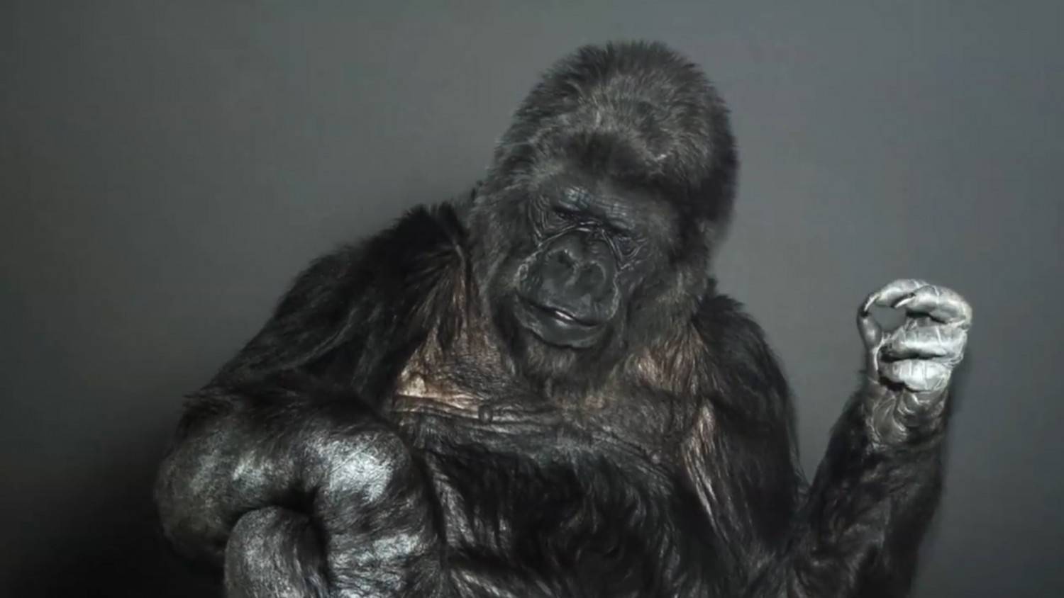 Muere Koko, la gorila capaz de “hablar” a través del lenguaje de signos
