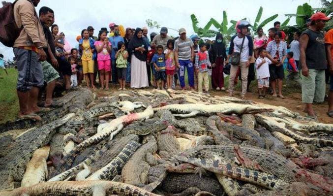 Matan 300 cocodrilos en venganza por la muerte de un vecino
