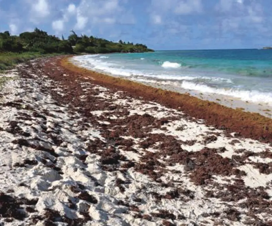 La mortandad de corales recrudece crisis del sargazo en el Caribe mexicano