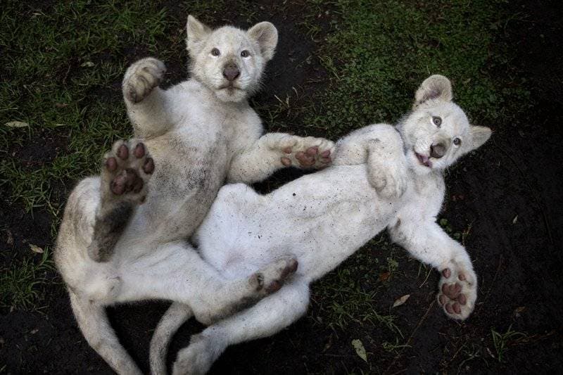 Exhiben dos cachorros de león blanco en México