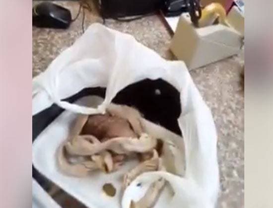 Vea en video como supuestamente vendían el mondongo con excremento en supermercado