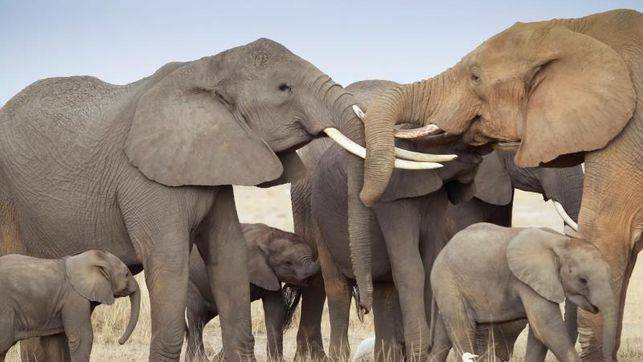 Un elefante mata a pisotones a una turista alemana en Zimbabue