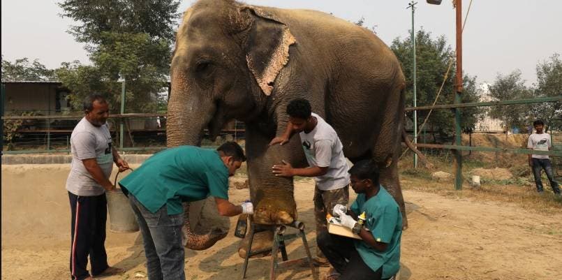 La India abre su primer hospital para los venerados elefantes