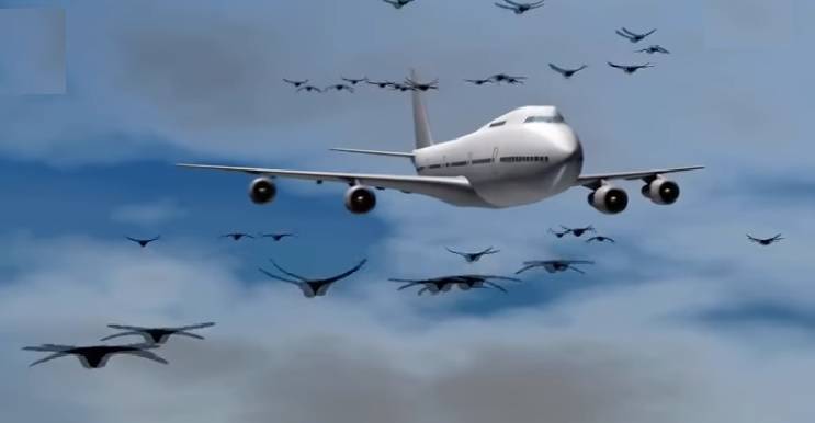 Analizan en RD prevención del peligro de aves en la aviación