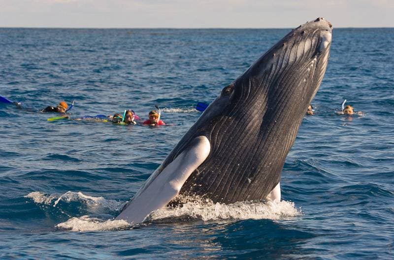 Abren concurso para ser embajadores de las ballenas jorobadas