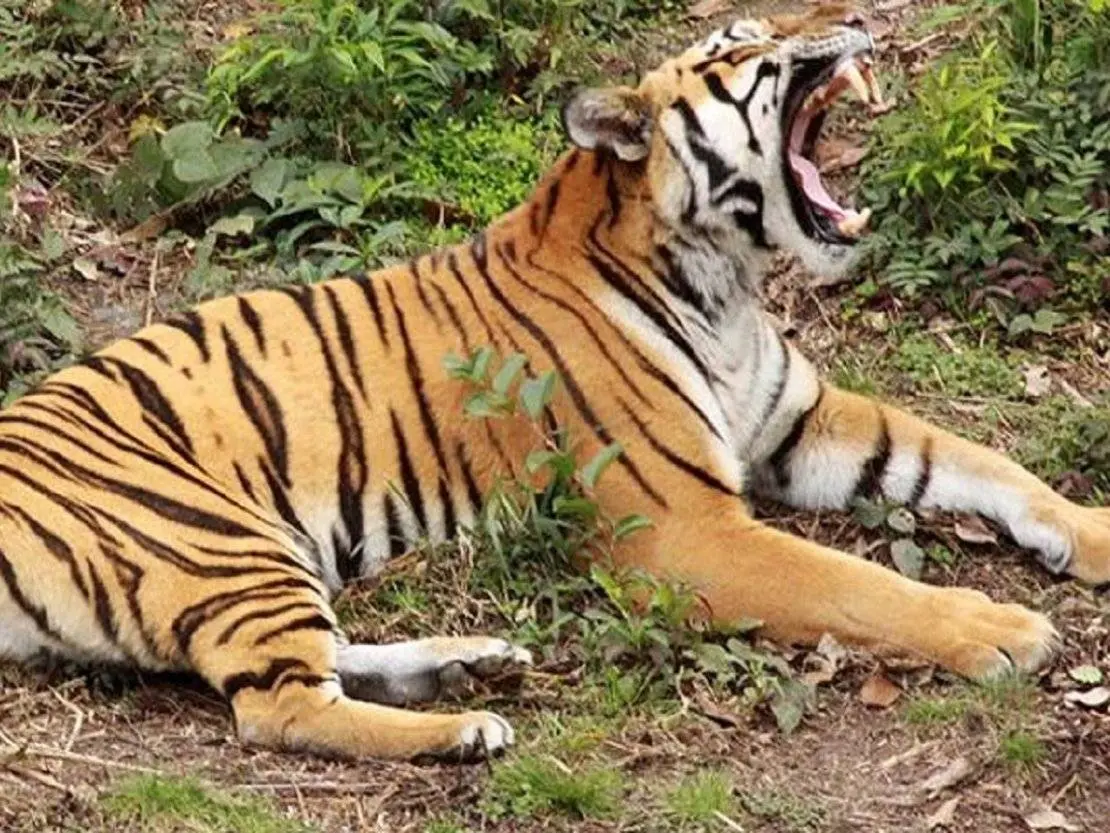 China envía ADN de tigre de Amoy al espacio para conservar sus genes