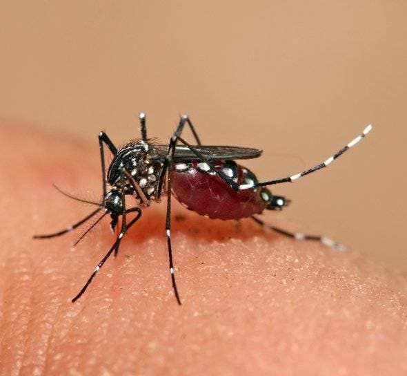 Casos de dengue siguen en aumento en el país; se registran 1.251 pacientes en lo que va de año