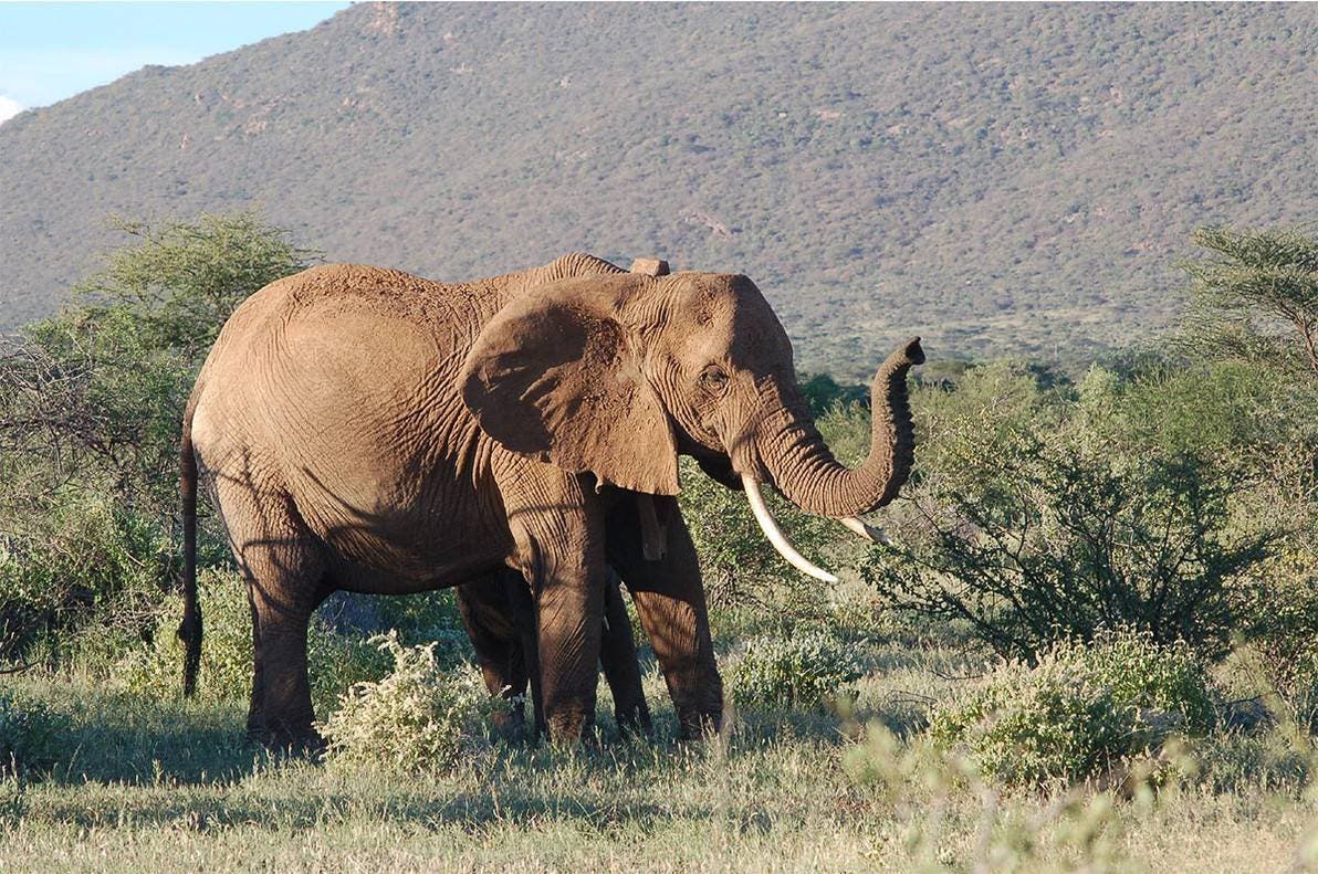 Unos 400 elefantes murieron en este año en Kenia, casi la mitad que en año anterior