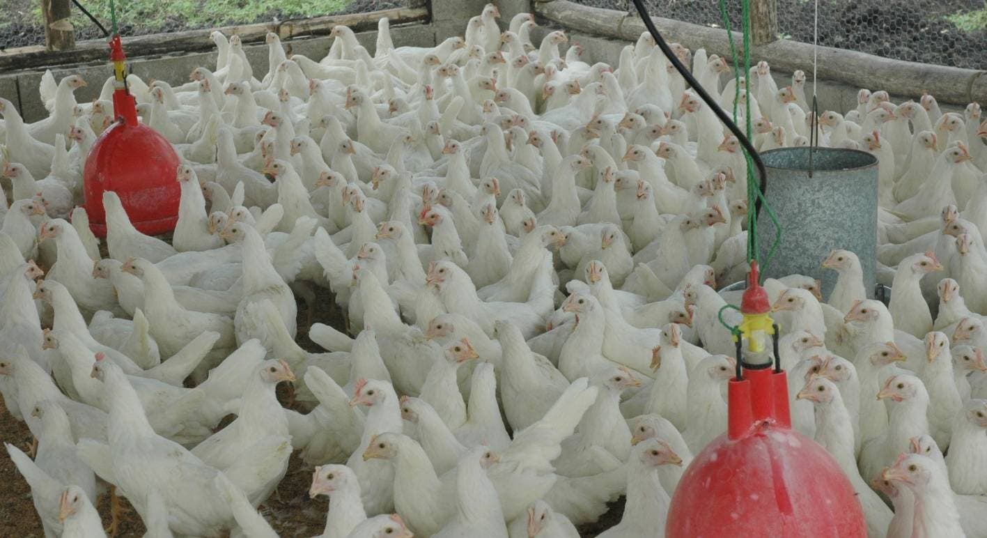 Gobierno respaldará a productores de pollos afectados por brote Newcastle