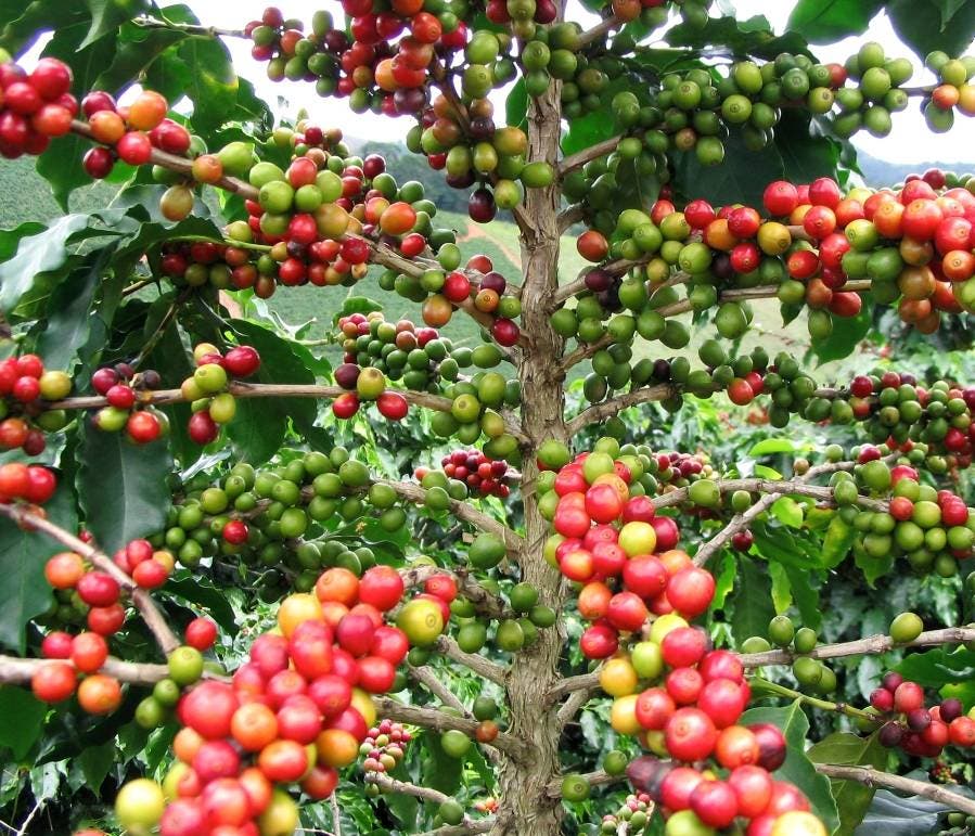 OIC: Productores de café deben innovar para enfrentar el cambio climático