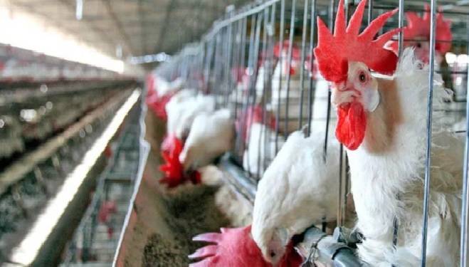 Puerto Rico emite un aviso de precaución por brote de gripe aviar en RD