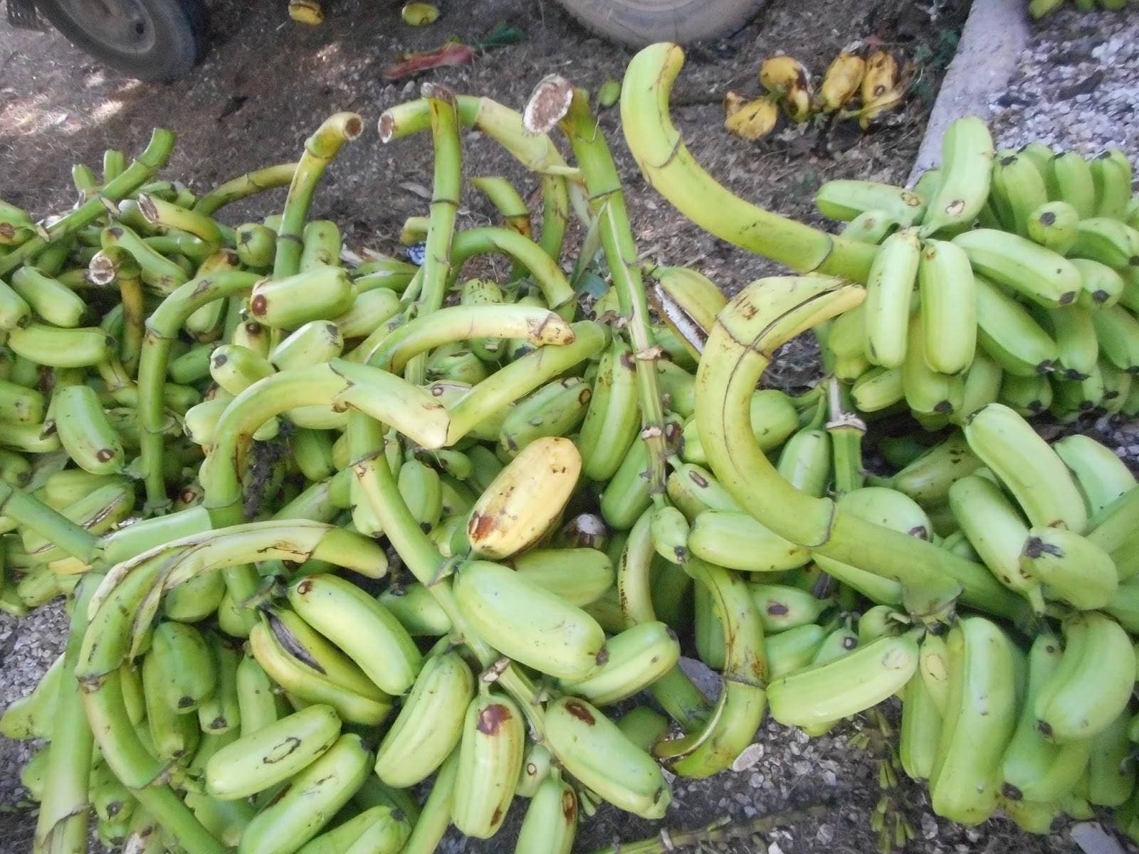 Anuncian venta de plátanos a 2 pesos y medio