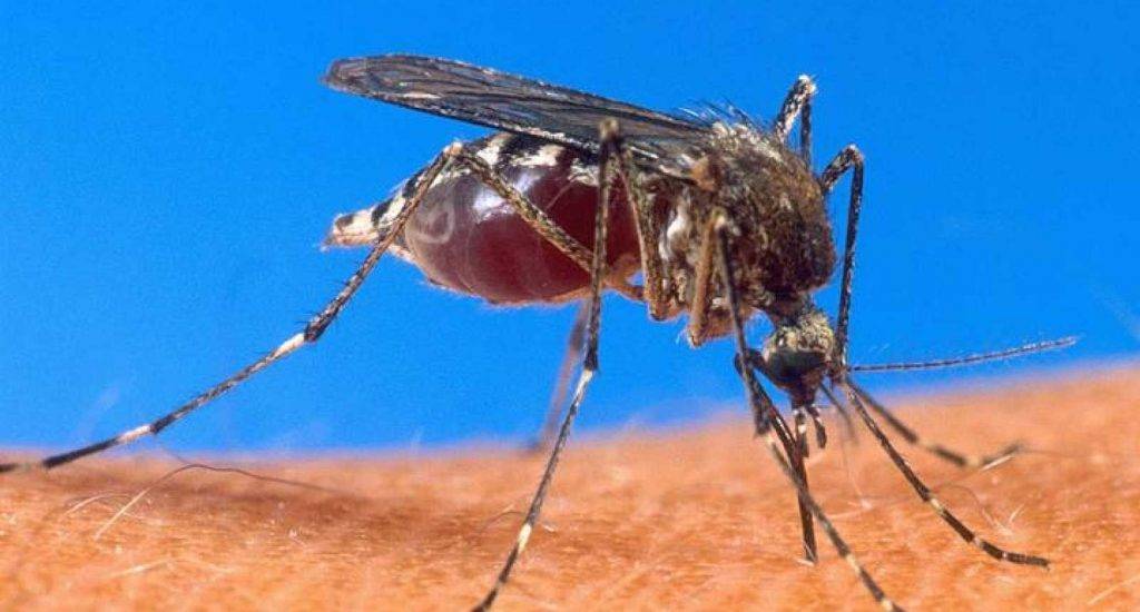 Científicos medican a mosquitos para luchar contra la malaria