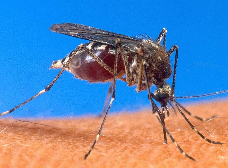 Video: Gremios de salud tienen posiciones distintas sobre el tema del dengue;  dan recomendaciones