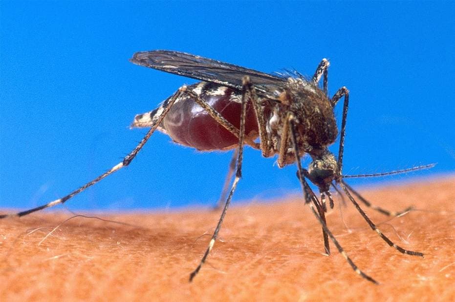 Aumentan a 10 muertes por dengue y se registran 6.383 casos de posibles contagios