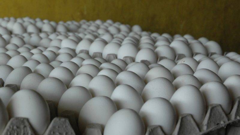 Asohuevos assures that eggs are exported to Haiti, the Government says that it is not