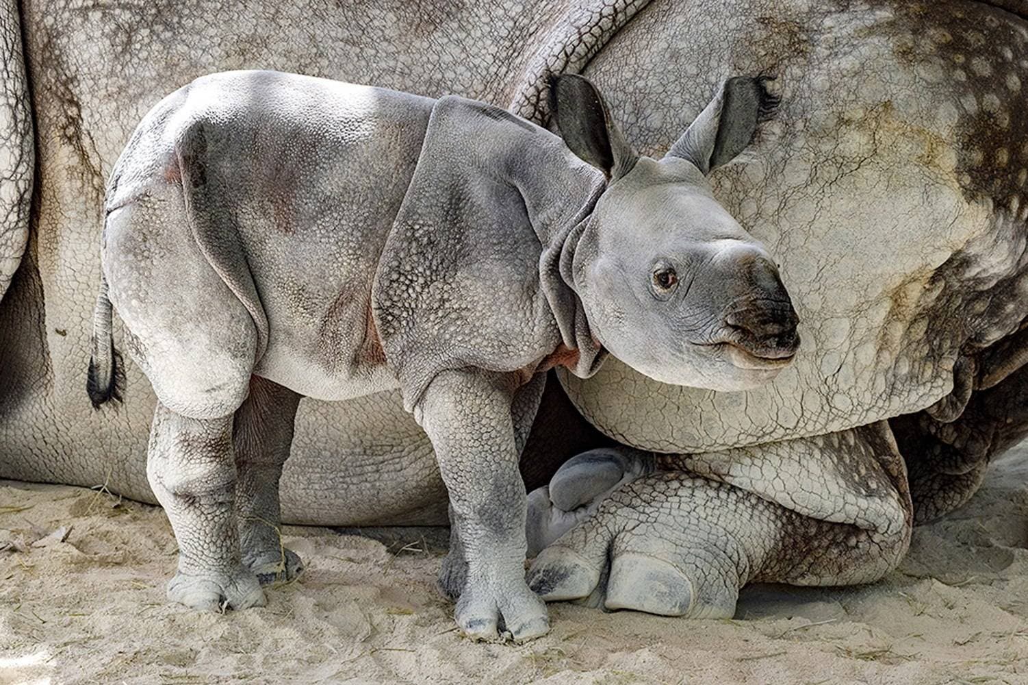Nace en Miami primer rinoceronte indio por ovulación inducida e inseminación