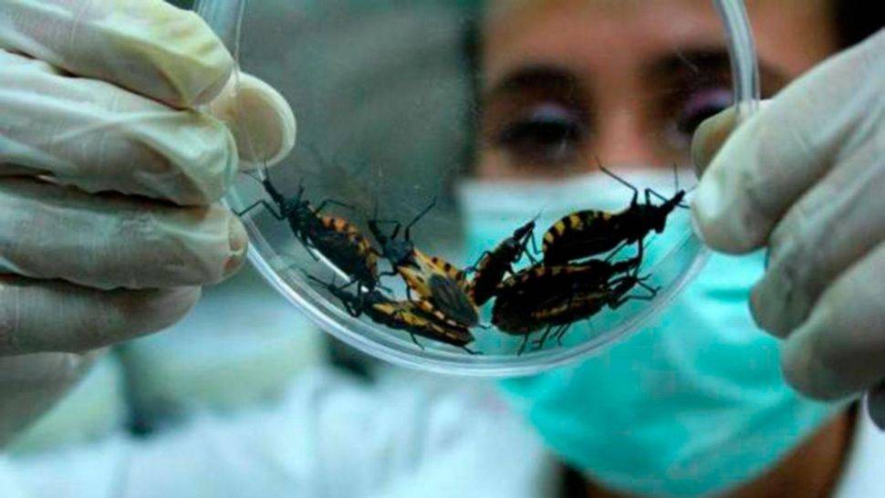 Todo lo que debes saber de “Chagas”, una enfermedad que ya podría estar en el país