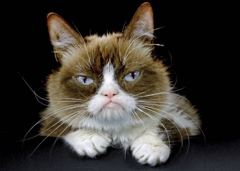 Fallece una gata conocida como «Grumpy Cat» cuyo gesto malhumorado causó sensación en las redes sociales