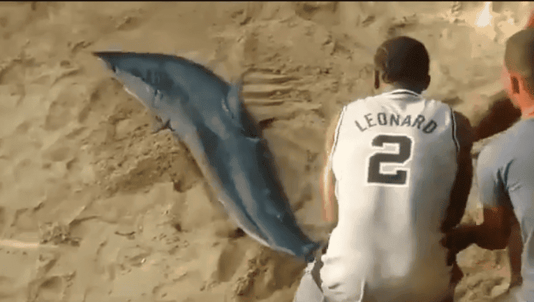 Videos: Lo que hicieron los pescadores con el tiburón que nadaba en la playa Sosúa