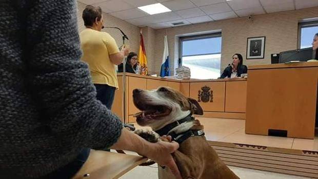 Una perra asiste como testigo a un juicio en España por maltrato animal