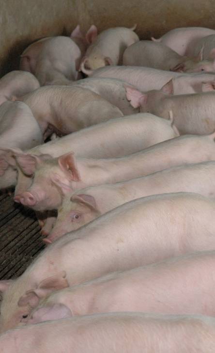 Gobierno crea comisión para erradicación peste porcina; estará integrada por Ejército y el COE
