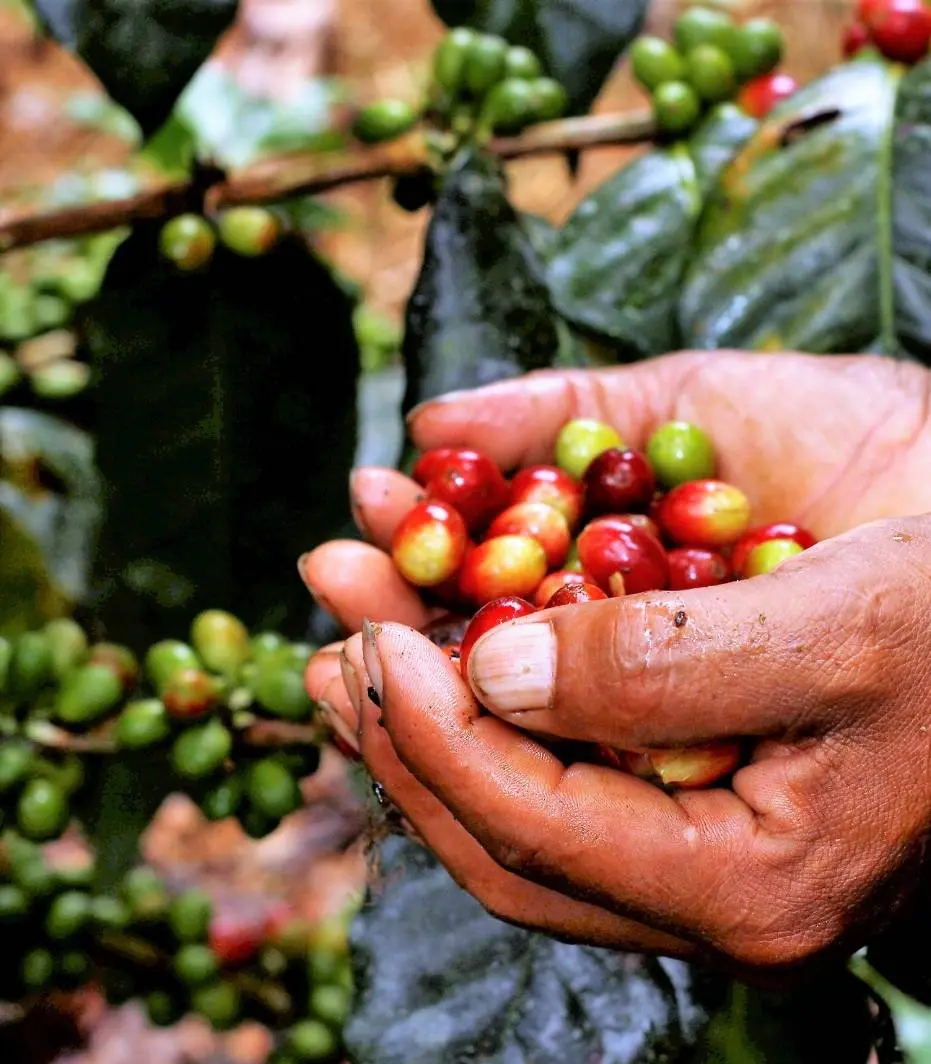 Caída precio café no     beneficia a consumidores ni productores