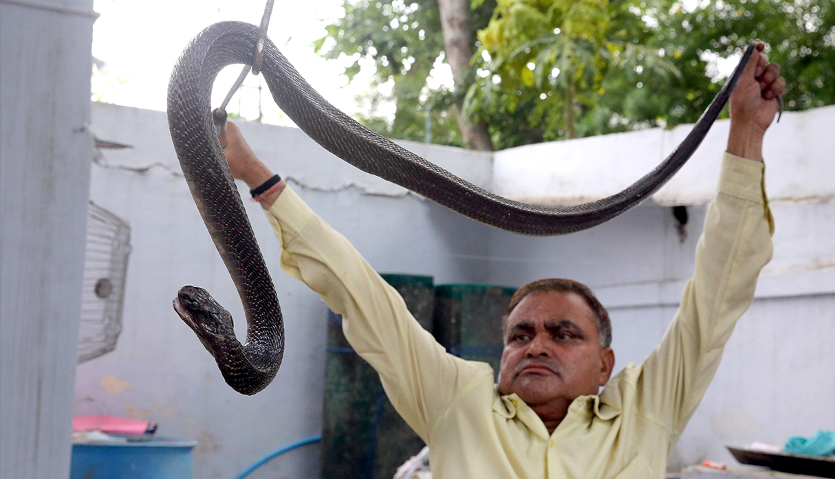El hombre serpiente de India, 222.000 reptiles cazados en 30 años de oficio