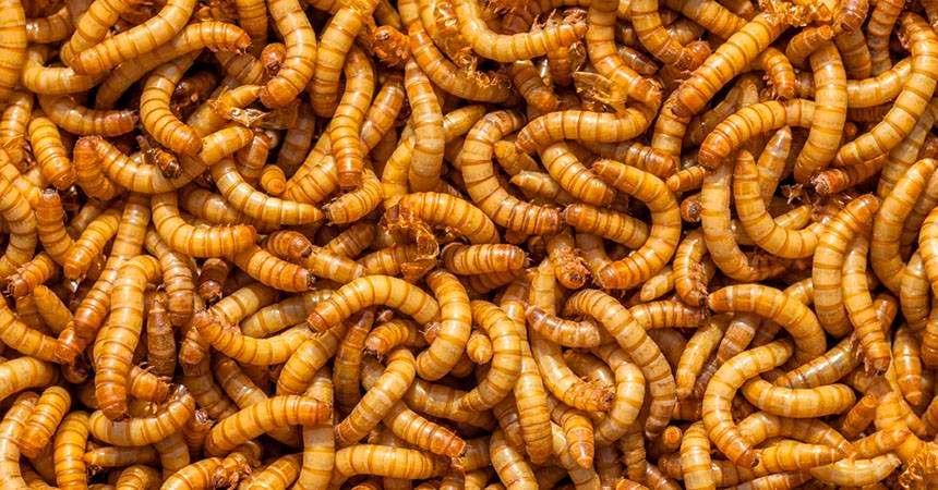 Un estudio defiende el valor nutritivo que tienen los saltamontes y gusanos 