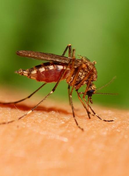 País registra 2,358 casos de dengue; 12 son las defunciones