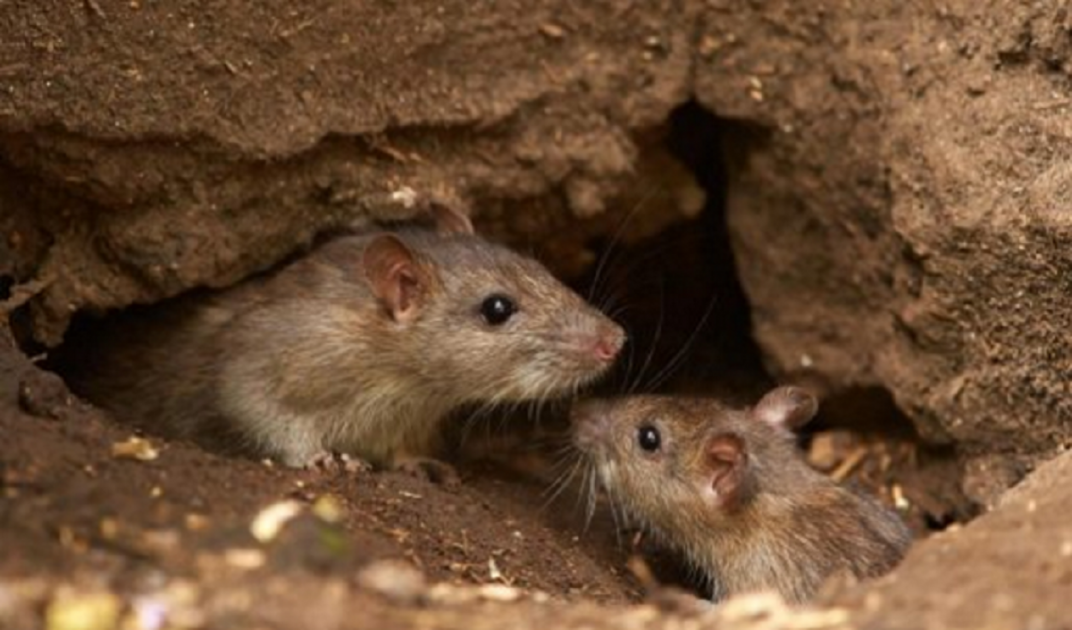 Hallan en ratones cómo neutralizar al glioblastoma, un letal tumor cerebral