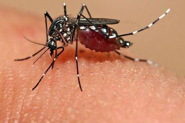 Especialista descarta vacuna universal contra el dengue en el corto plazo