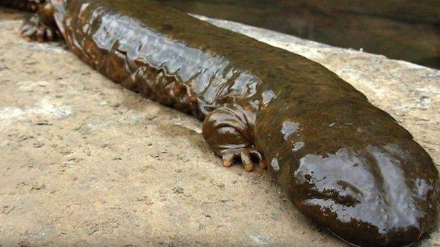 Identifican una nueva salamandra gigante como el anfibio más grande del mundo
