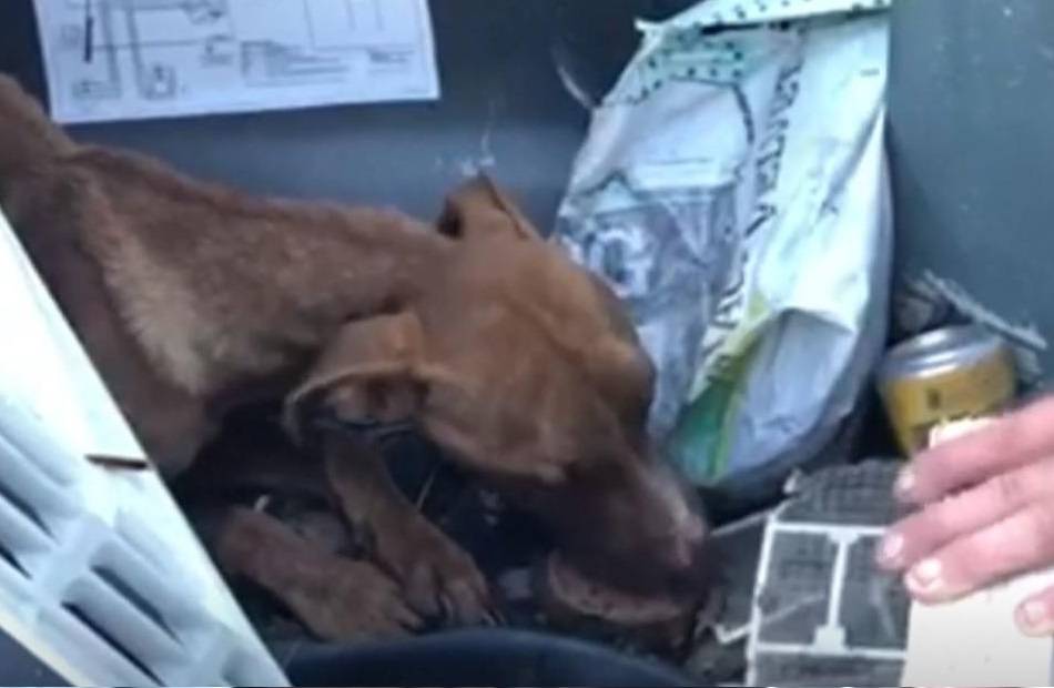 Hallado vivo en Bahamas un perro debajo de edificio un mes después de huracán