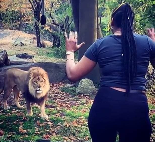 Video: Policía NY persigue mujer le zarandeó a león y jirafas en zoológico Bronx