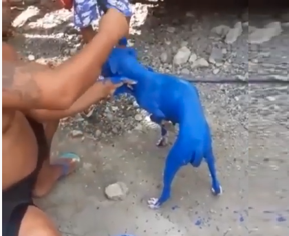 Se entrega hombre colgó video en redes pintando un perro en Azua