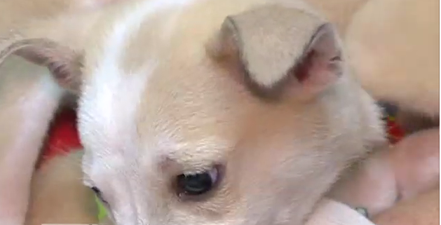 Video: Gestionan adopción de los perros que fueron pintados de azul en Azua
