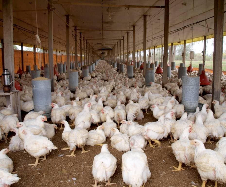 Productores avícolas dicen que atraviesan situación difícil por COVID-19