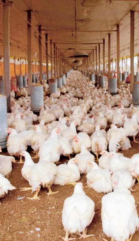 Escasez  carne de pollo dispara precios en el  Cibao