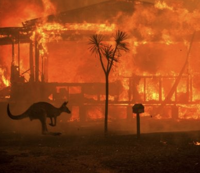 Unos 480 millones de animales víctimas de los incendios en Australia