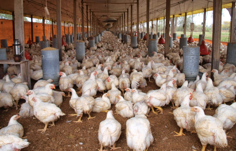 Agricultura atribuye a brote de Newcastle muerte 20 mil gallinas y miles de pollos