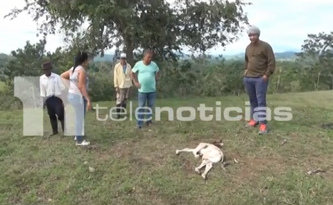 Video: Alarma por «chupacabras» que está acabando con los cultivos y los animales