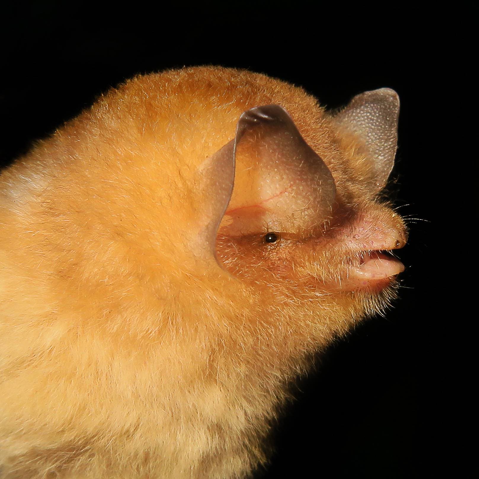 Otorgan certificación internacional a tres nuevos lugares para la conservación de los murciélagos en República Dominicana