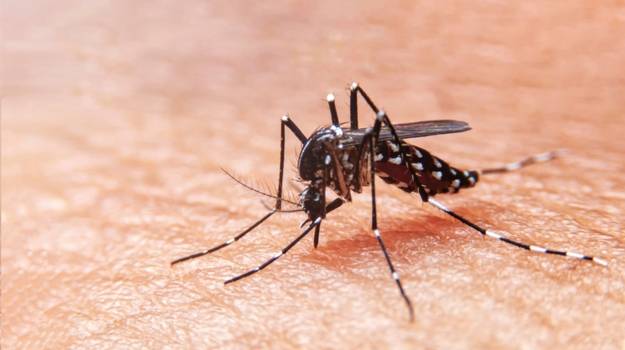 Casos de dengue: Superan en las Américas los tres millones en 2019