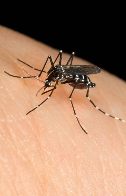 Día Mundial del Mosquito: ¿Por qué se celebra?