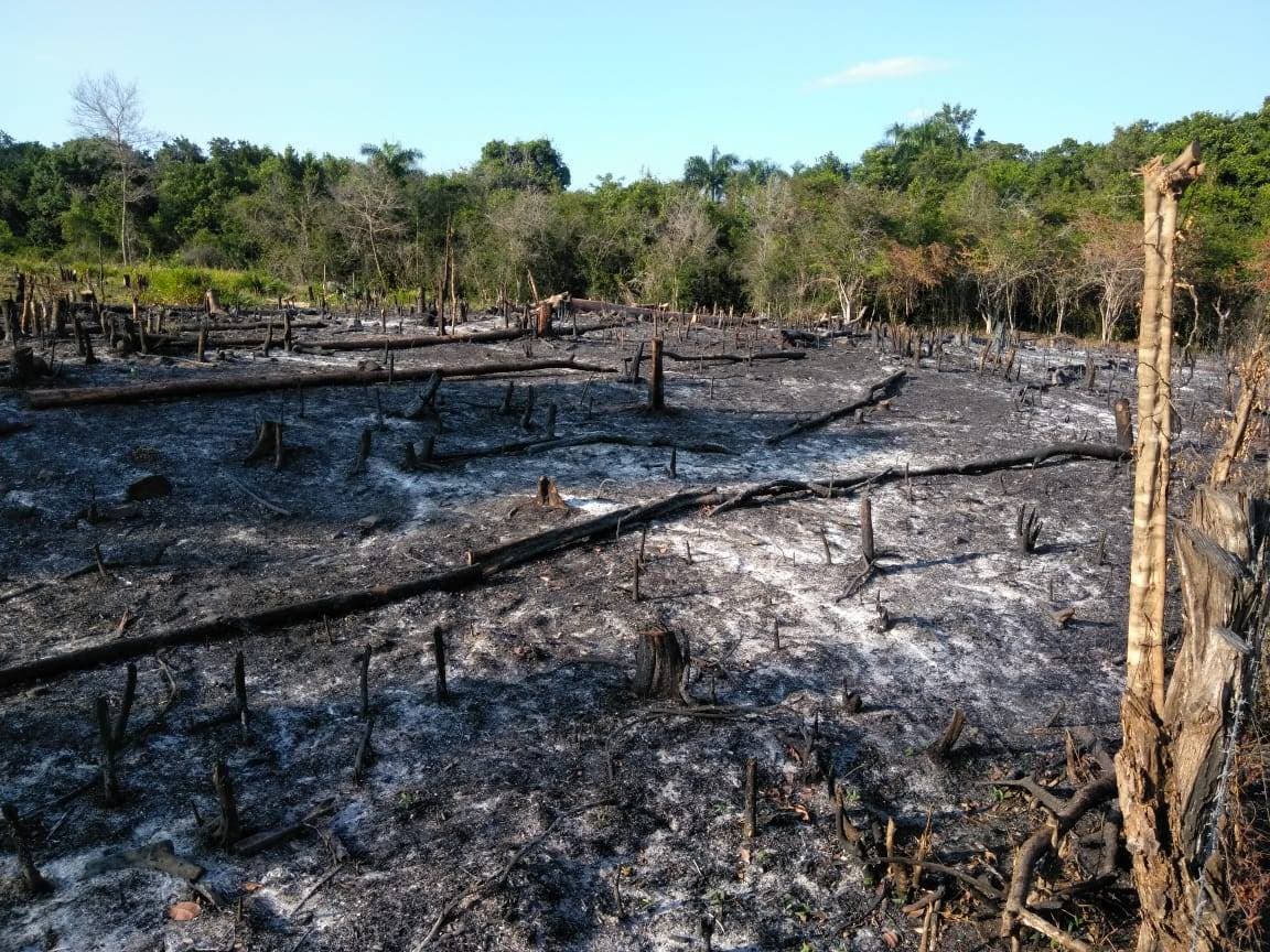 Fotos de un crimen ambiental: Denuncian tala indiscriminada de árboles e incendios forestales