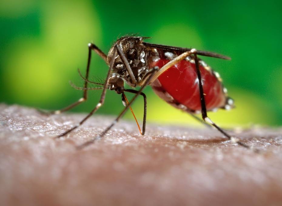 Enfermedades; El sistema de salud reporta 2,455 casos de dengue
