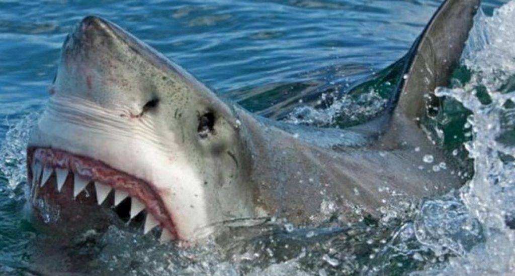 Cierran playas en Nueva York ante presencia enorme tiburón blanco
