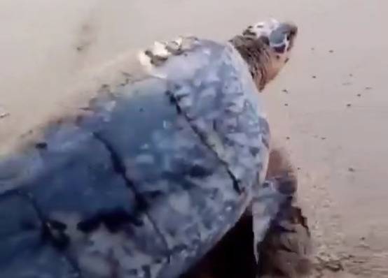 Pescadores rescatan tortuga en playa de Santo Domingo